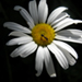 [avatar]